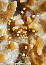 found in Lembeh; D200 by Thomas Lueken 
